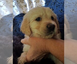 Golden Retriever Puppy for sale in BORDERTOWN, NV, USA