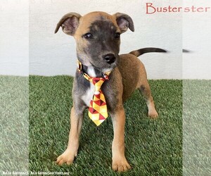 Jack Russell Terrier-Unknown Mix Dogs for adoption in San Diego, CA, USA
