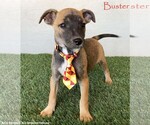 Small Jack Russell Terrier Mix