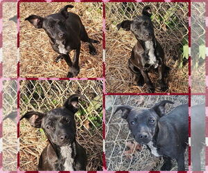 Dachshund-Unknown Mix Dogs for adoption in Blacksburg, SC, USA