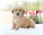 Small #3 Golden Retriever