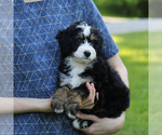 Small #4 Bernedoodle