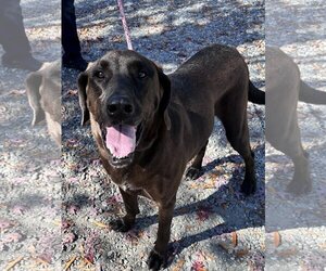 Great Dane-Labrador Retriever Mix Dogs for adoption in Thomasville, NC, USA