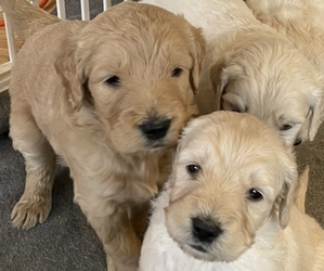 Goldendoodle Puppy for sale in PROSSER, WA, USA