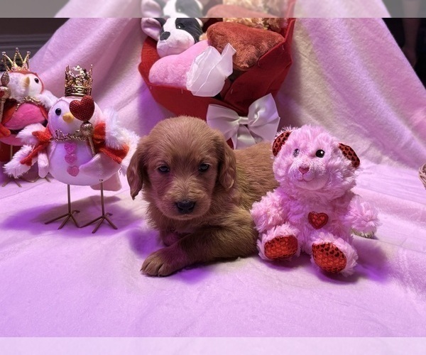 Medium Photo #2 Labradoodle Puppy For Sale in SUMMERVILLE, SC, USA