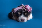 Small Photo #3 Miniature American Shepherd Puppy For Sale in BONAIRE, GA, USA
