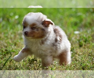 Miniature Australian Shepherd Puppy for sale in PALM COAST, FL, USA