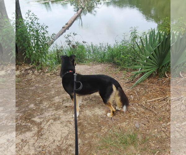 Medium Photo #8 Siberian Husky-Unknown Mix Puppy For Sale in Princeton, MN, USA