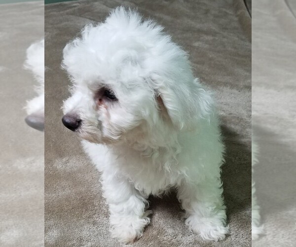 Medium Photo #2 Bichon Frise Puppy For Sale in STAFFORD SPRINGS, CT, USA