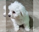 Small Photo #2 Bichon Frise Puppy For Sale in STAFFORD SPRINGS, CT, USA
