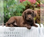 Image preview for Ad Listing. Nickname: Lily