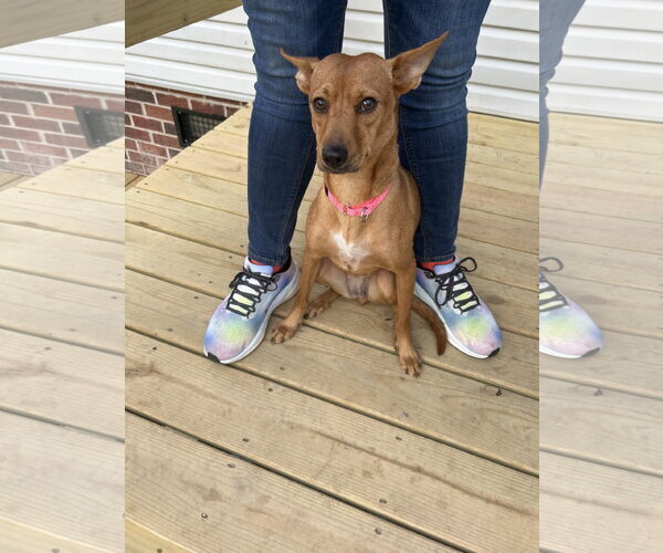 Medium Photo #7 Chihuahua-Unknown Mix Puppy For Sale in Virginia Beach, VA, USA