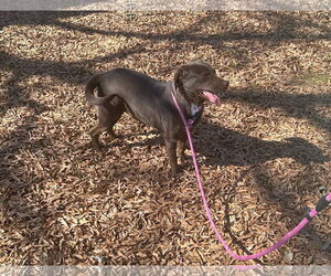 Lilah - Female Feist Terrier-Labrador Retriever Mix Dog for Adoption - Photo #4