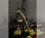 Small Photo #1 French Bulldog Puppy For Sale in OCALA, FL, USA