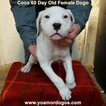 Small Photo #127 Dogo Argentino Puppy For Sale in JANE, MO, USA