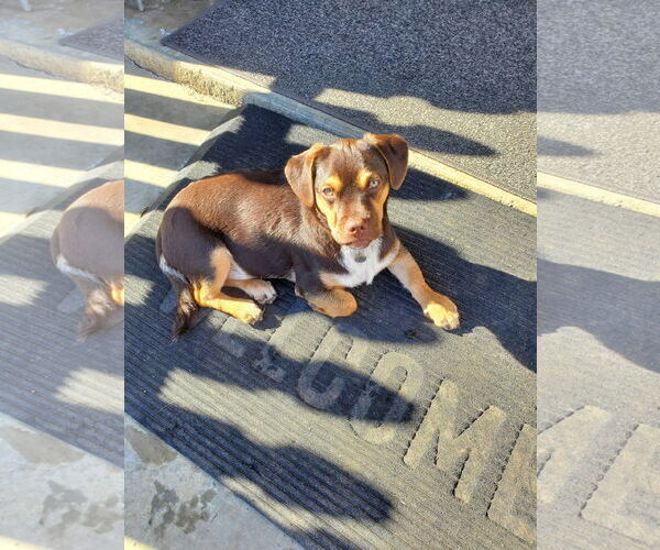 Medium Photo #2 Daug Puppy For Sale in Escondido, CA, USA