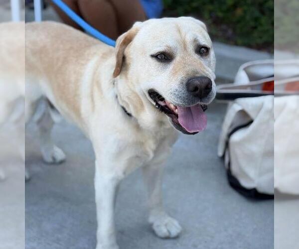 Medium Photo #8 Labrador Retriever Puppy For Sale in San Diego, CA, USA
