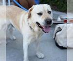 Small #7 Labrador Retriever