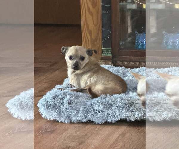 Medium Photo #2 Chihuahua-Unknown Mix Puppy For Sale in Jackson Township, NJ, USA