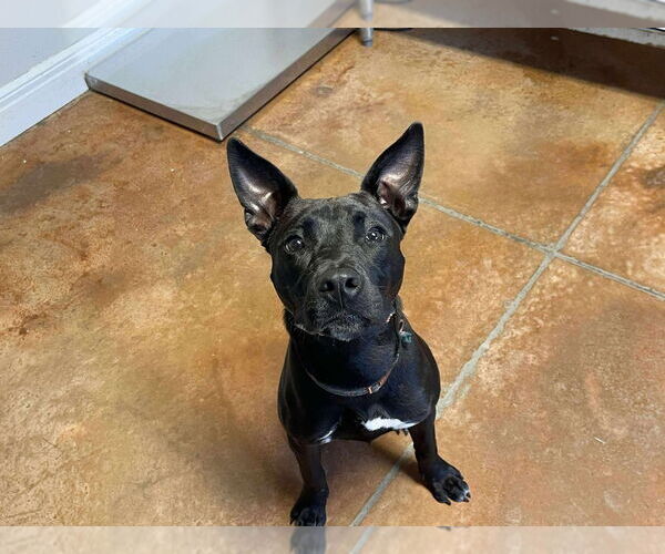 Medium Photo #2 American Pit Bull Terrier-Unknown Mix Puppy For Sale in Bolivar, MO, USA