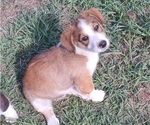 Small Photo #37 Border Collie-Pembroke Welsh Corgi Mix Puppy For Sale in CHILOQUIN, OR, USA