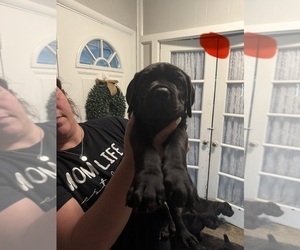 Medium Cane Corso