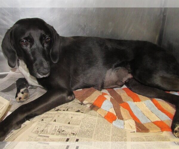 Medium Photo #4 Labrador Retriever-Unknown Mix Puppy For Sale in Rockaway, NJ, USA