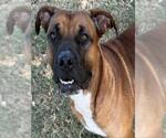 Small #1 Boxer Mix