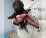 Puppy Puppy 4 Labradoodle