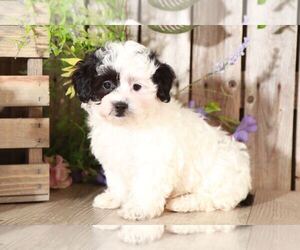 Maltese Puppy for sale in MOUNT VERNON, OH, USA