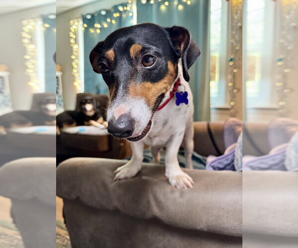 Medium Photo #13 Jack Russell Terrier Puppy For Sale in Oak Bluffs, MA, USA