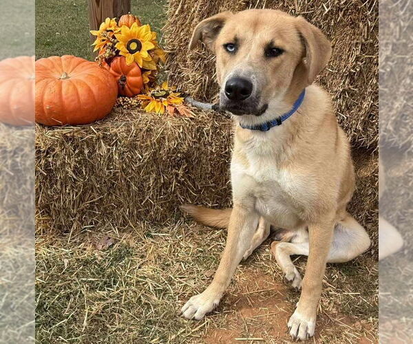 Medium Photo #2 Mutt Puppy For Sale in Rustburg, VA, USA