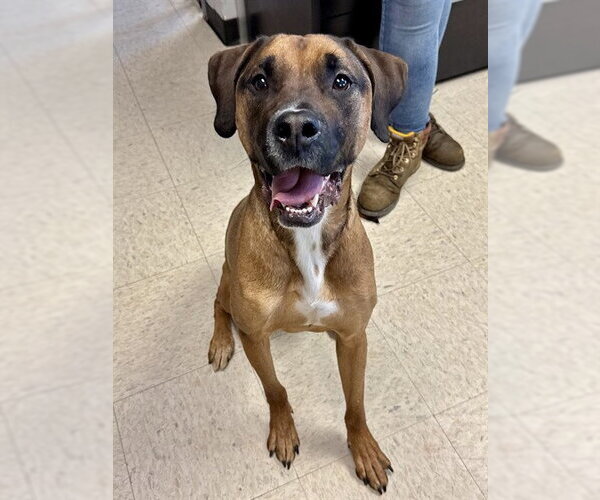 Medium Photo #1 Boxador Puppy For Sale in Olathe, KS, USA