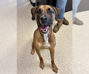 Boxador Dogs for adoption in Olathe, KS, USA