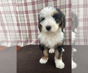 Bernedoodle Puppy for sale in DUNDEE, OH, USA