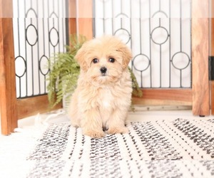 Maltipoo Puppy for sale in NAPLES, FL, USA