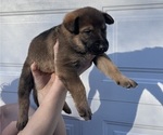 Small Photo #3 German Shepherd Dog Puppy For Sale in KANSAS CITY, KS, USA