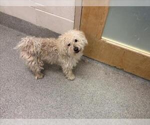 Maltese Dogs for adoption in Fort Collins, CO, USA