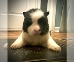 Small Photo #6 Akita Puppy For Sale in UNION CITY, GA, USA