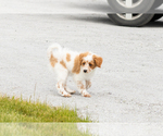 Small #7 Goldendoodle (Miniature)