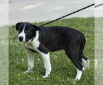 Small #5 Mutt
