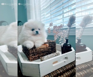 Pomeranian Puppy for sale in CHARLOTTE, NC, USA