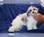Small #6 ShihPoo