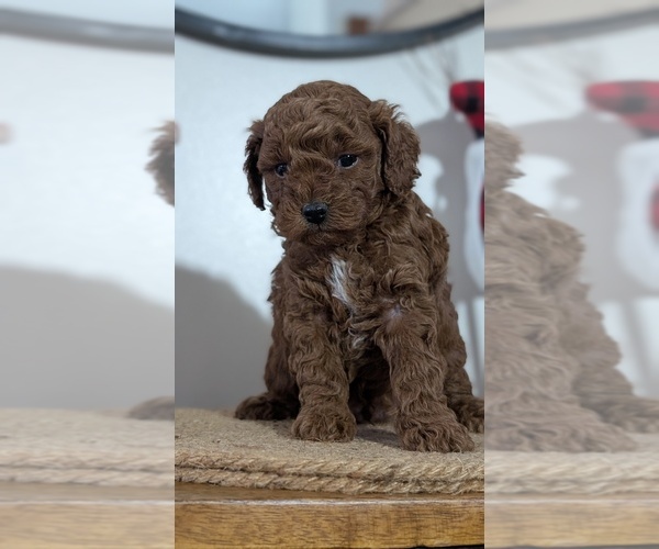 Medium Photo #36 Poodle (Miniature) Puppy For Sale in GOSHEN, IN, USA