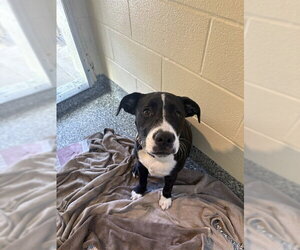Labrador Retriever-Unknown Mix Dogs for adoption in Brewster, MA, USA