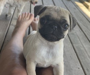 Pug Puppy for sale in GAINESVILLE, MO, USA