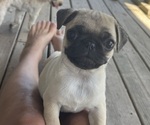 Small Pug