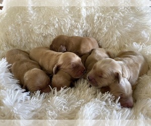 Golden Retriever Puppy for sale in PATRICK SPGS, VA, USA