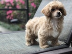Small Photo #8 Havanese-Poodle (Toy) Mix Puppy For Sale in HOUSTON, TX, USA