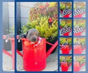 Daniff Puppy for Sale in KEIZER, Oregon USA